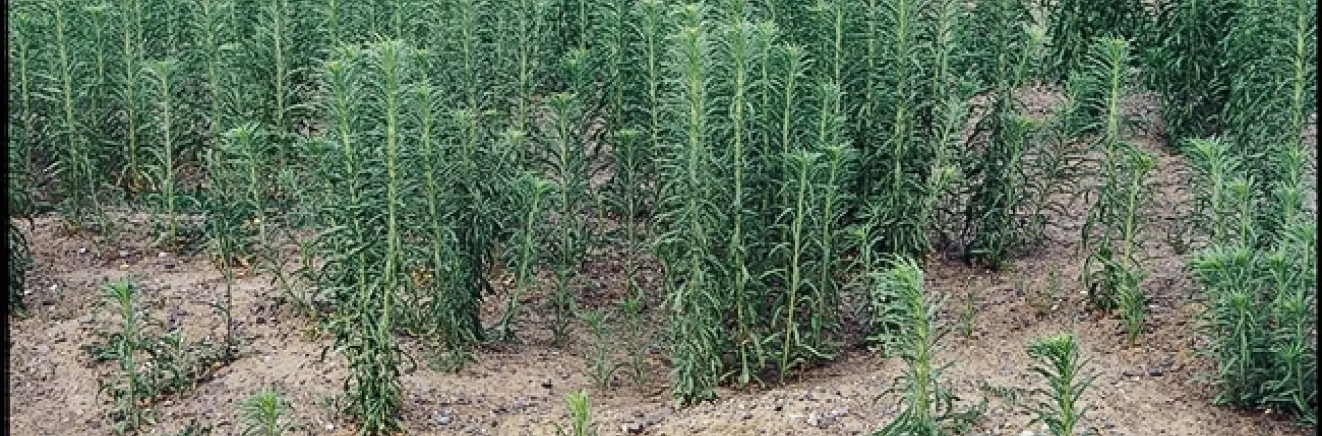 Cover Crop Competes with Horseweed | UC Agriculture and Natural Resources