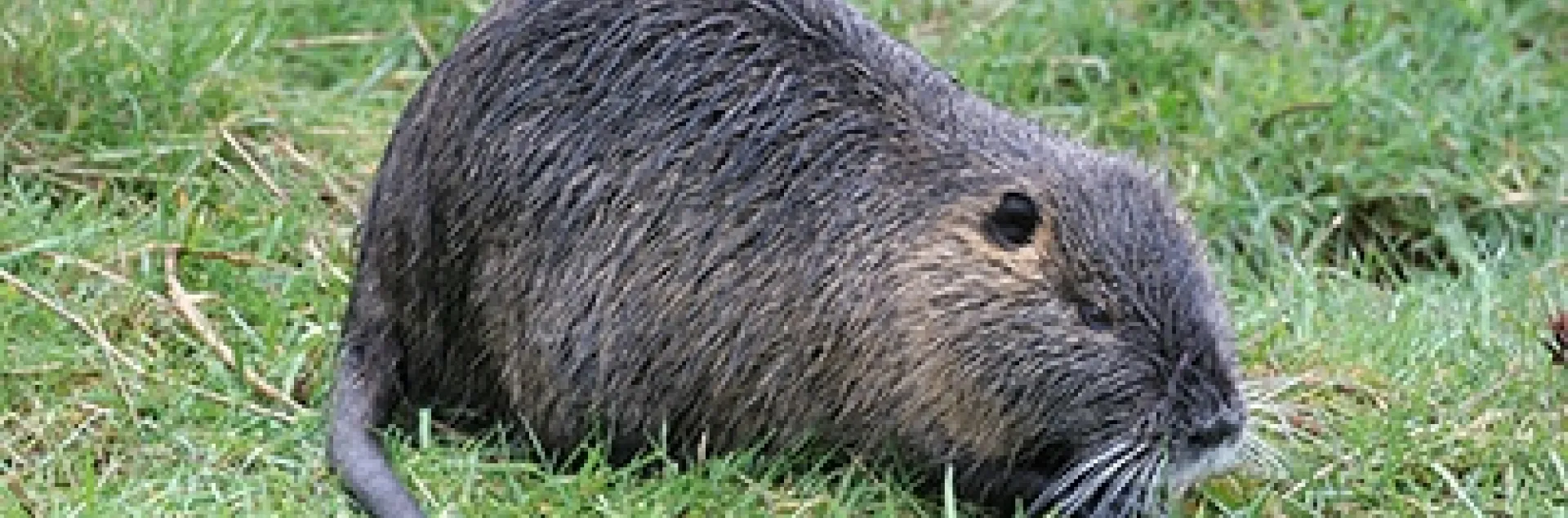 Figure. 1. Nutria. Photo courtesy of Joyce Gross (UC Berkeley) and the CA Department of Fish and Wildlife (https://www.wildlife.ca.gov/Conservation/Invasives/Species/Nutria).