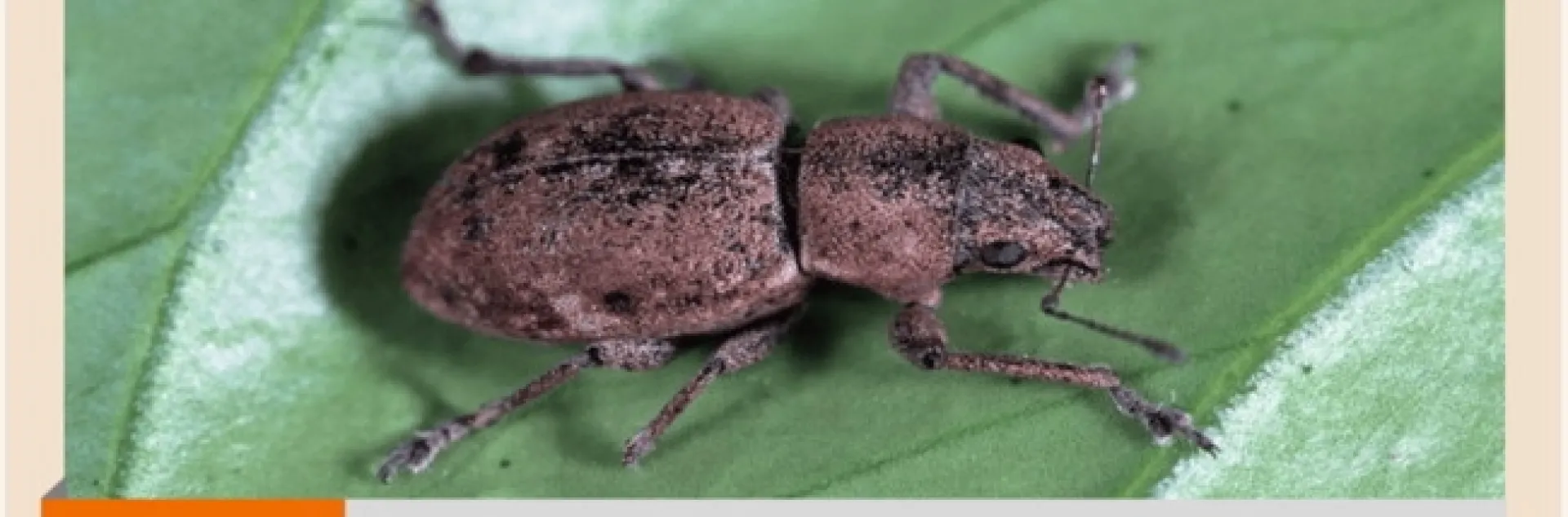 Image of Fuller rose beetle on leaf.