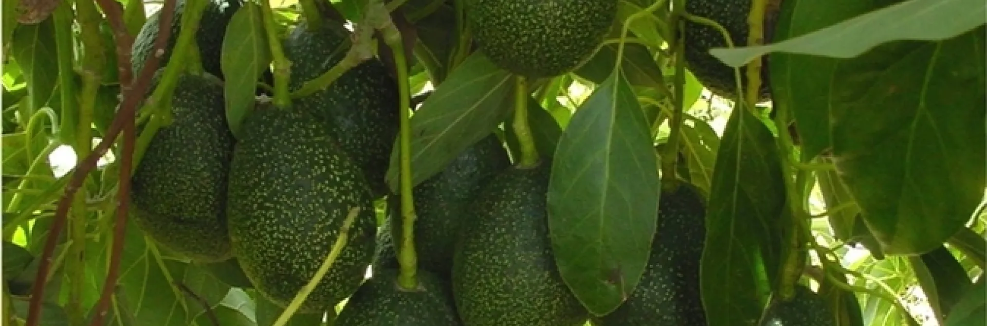 GEM avocados are tear-drop shaped.