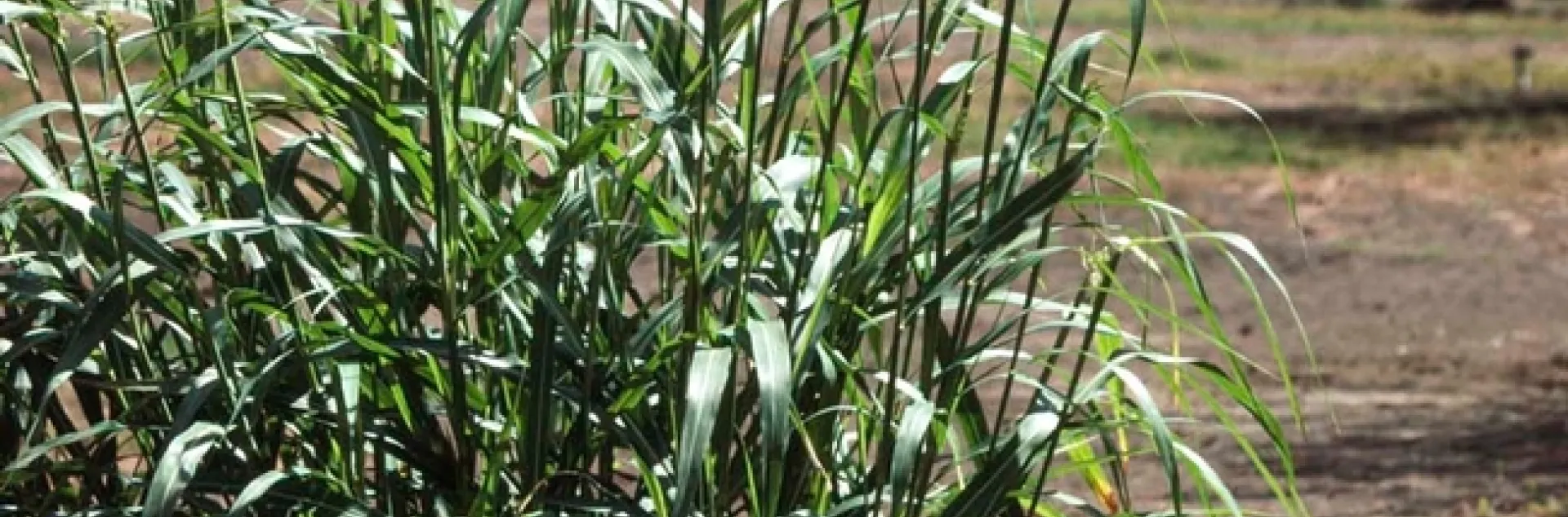 Johnsongrass mature plant, UC ANR