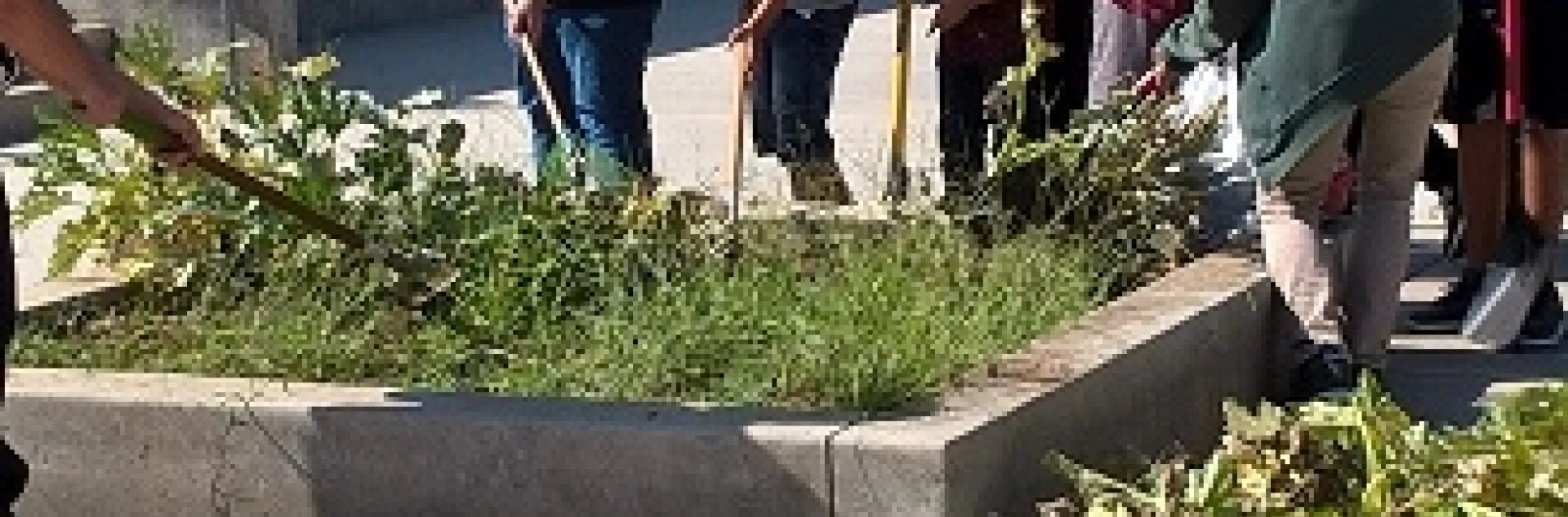 Weed filled garden bed