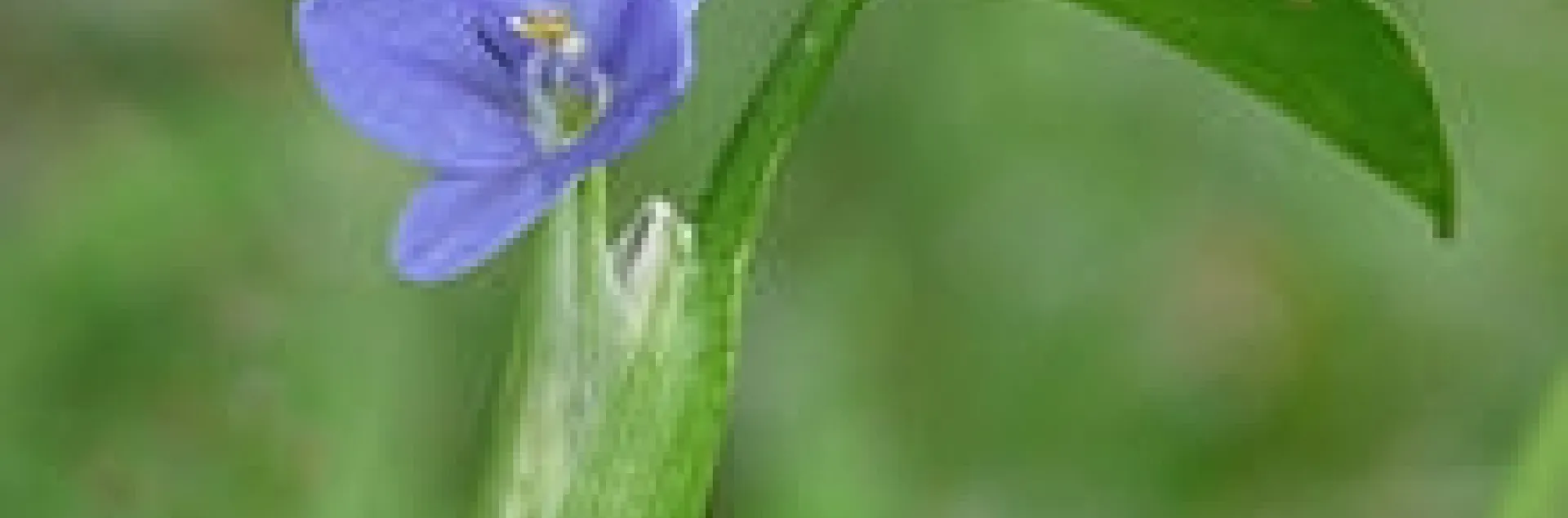 Monochoria vaginalis