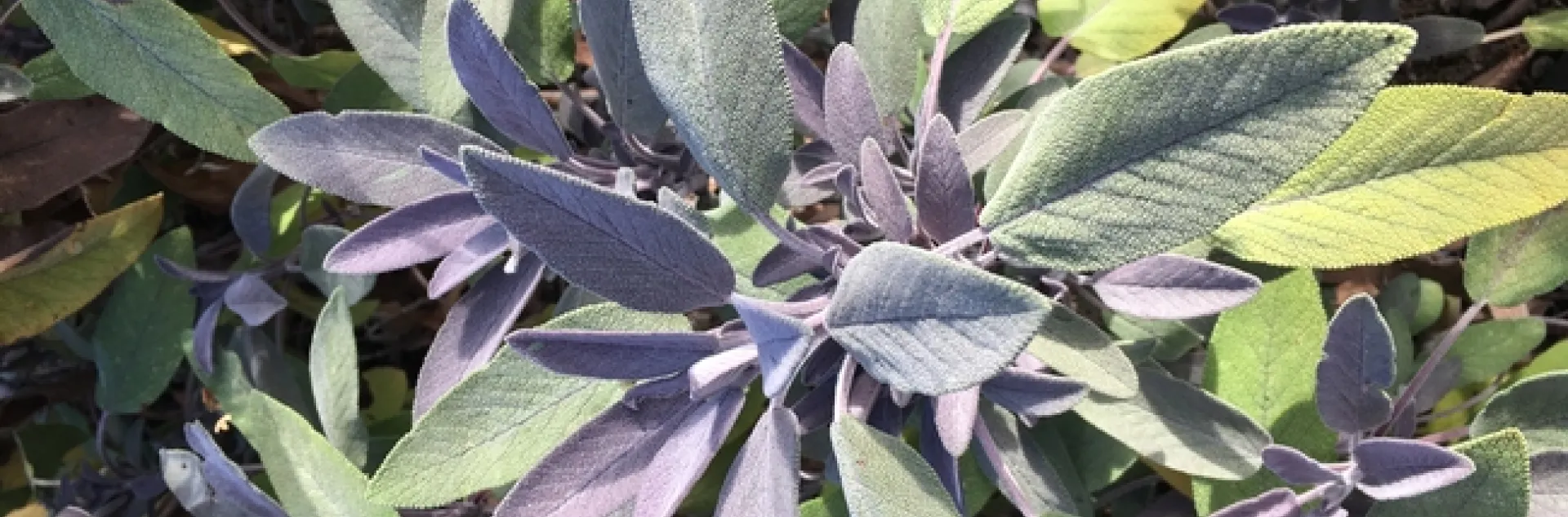 Photo By Linda Lewis Griffith