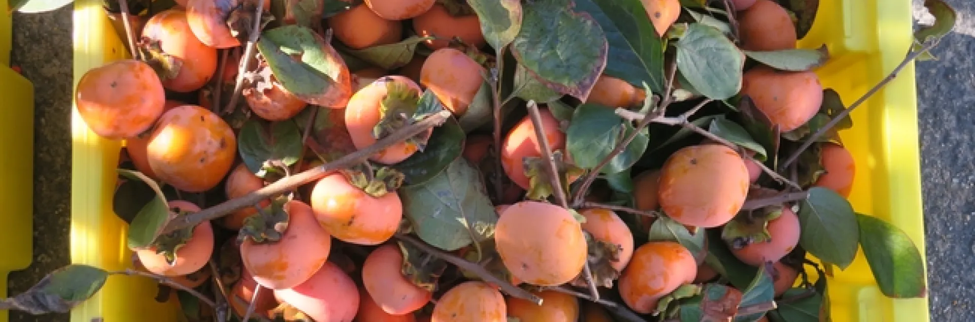 Persimmons