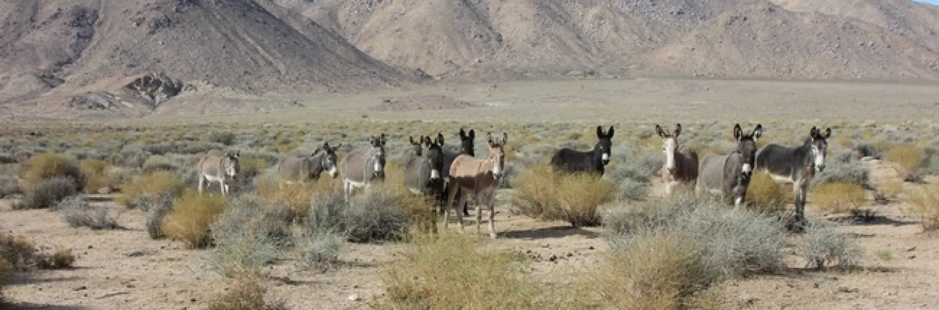 A group of burros in Death Valley National Park. (Photo: National Park Service)