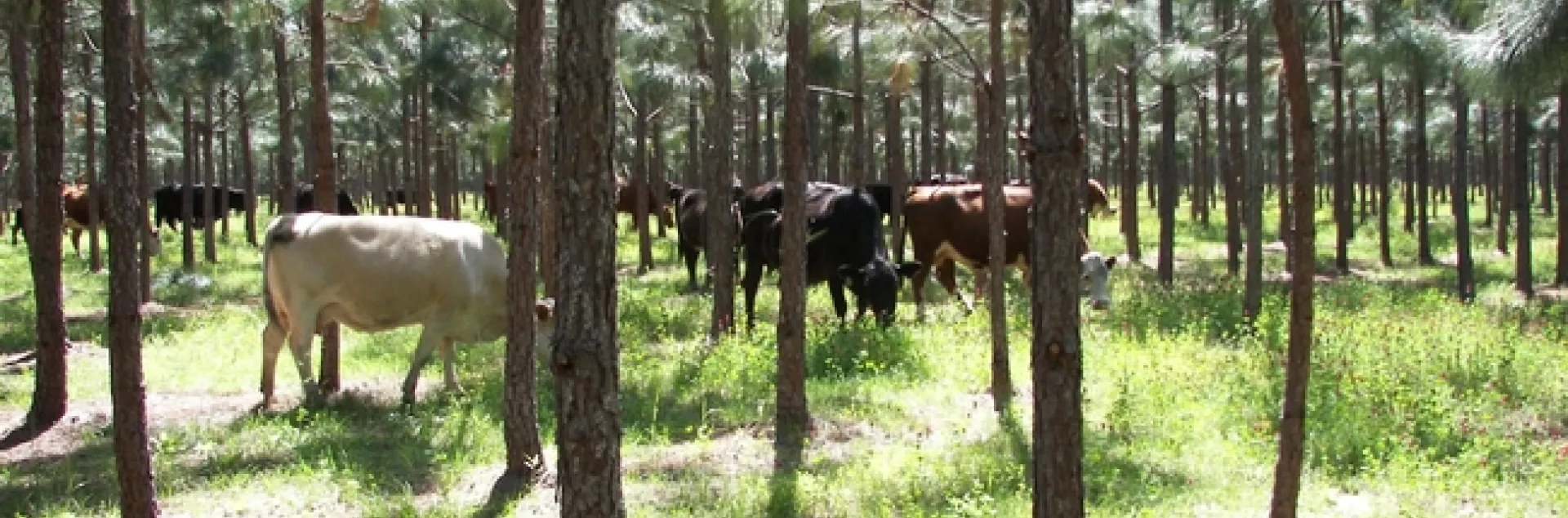 Example of silvopasture. Photo credit National Agroforestry Center.