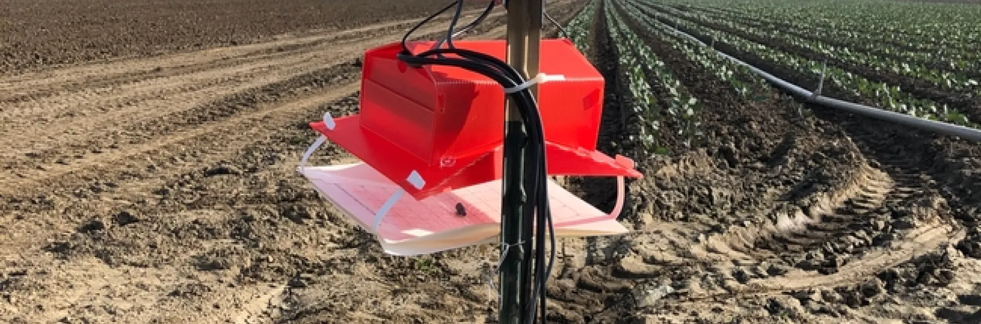 Automated pheromone trap