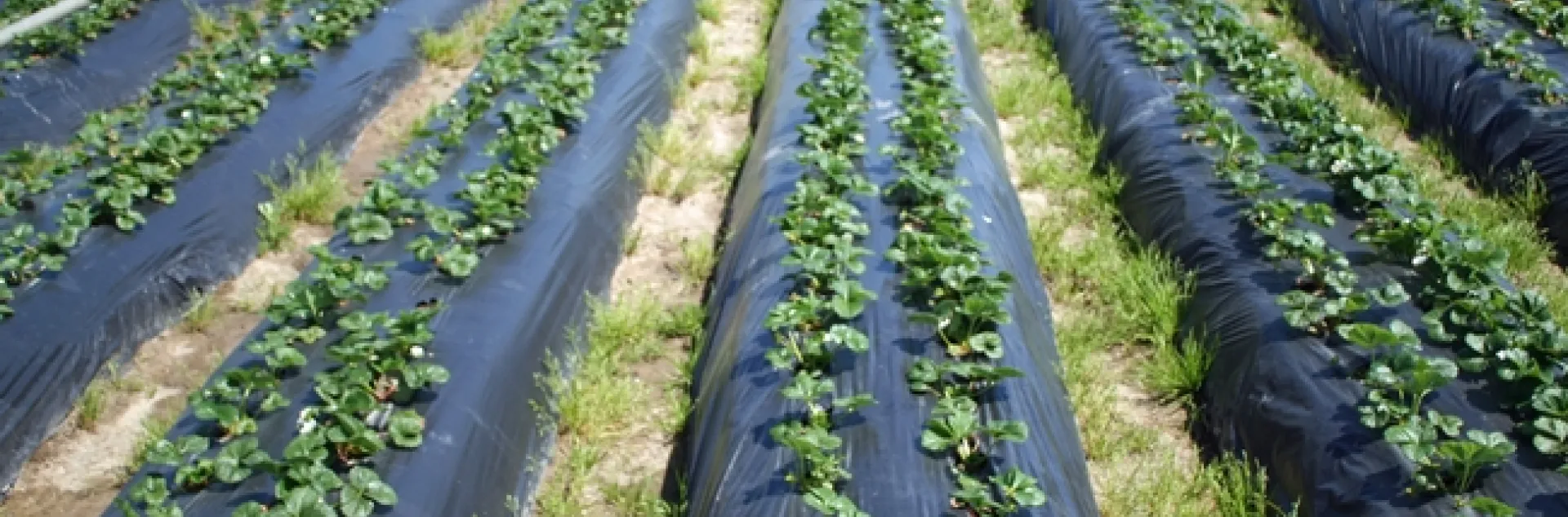 Organic strawberries. Photo by Mark Bolda