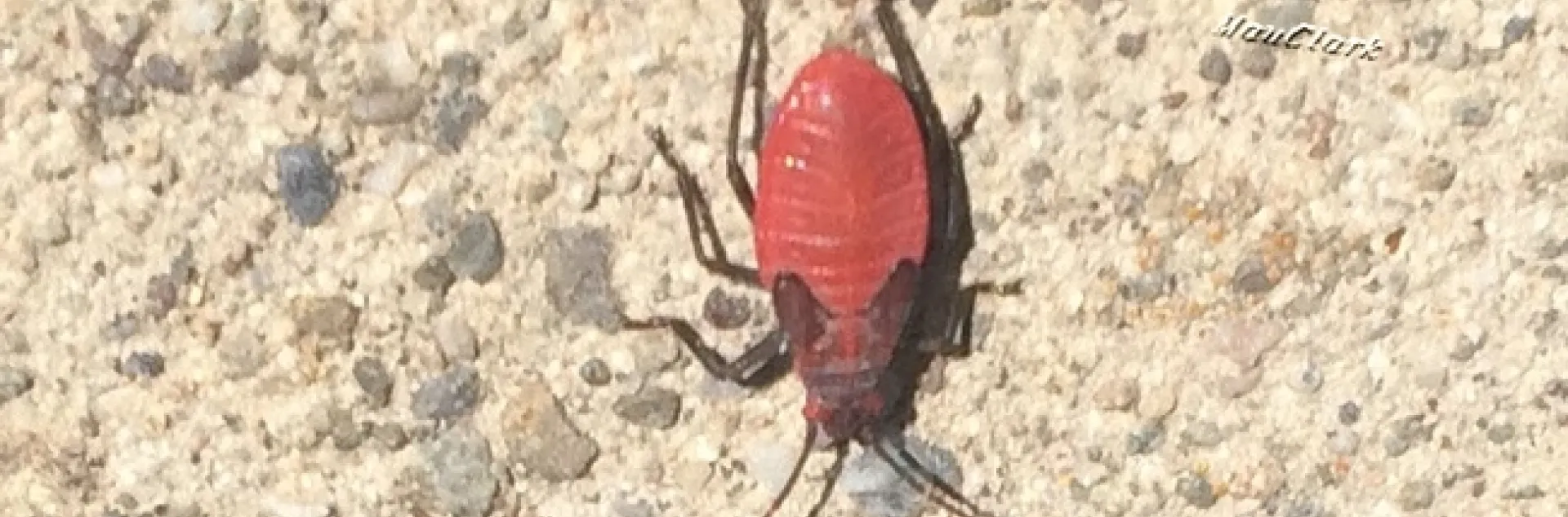 What's Bugging You? | Under the Solano Sun