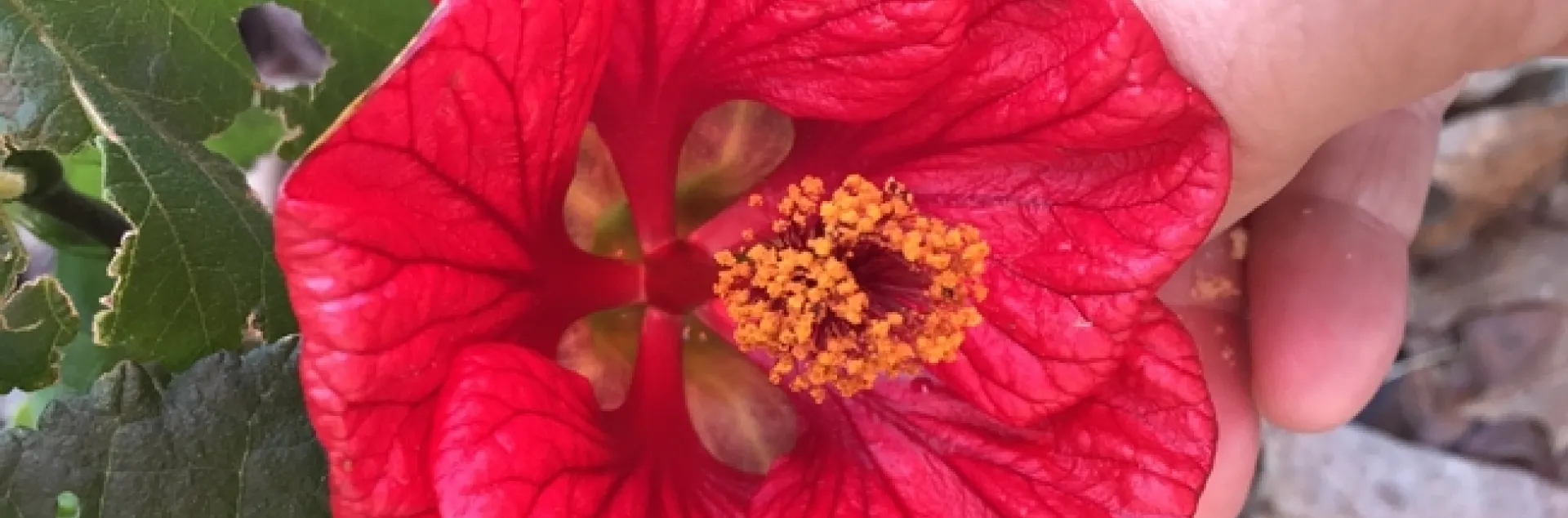 Abutilon 'David' photo by Jennifer Baumbach