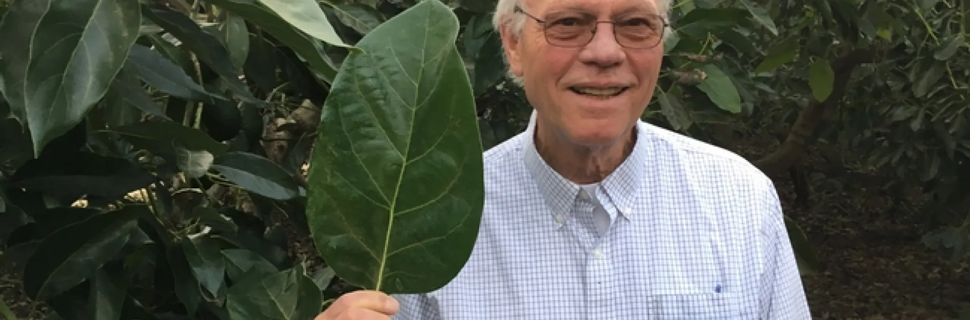 avocado big leaf homrone