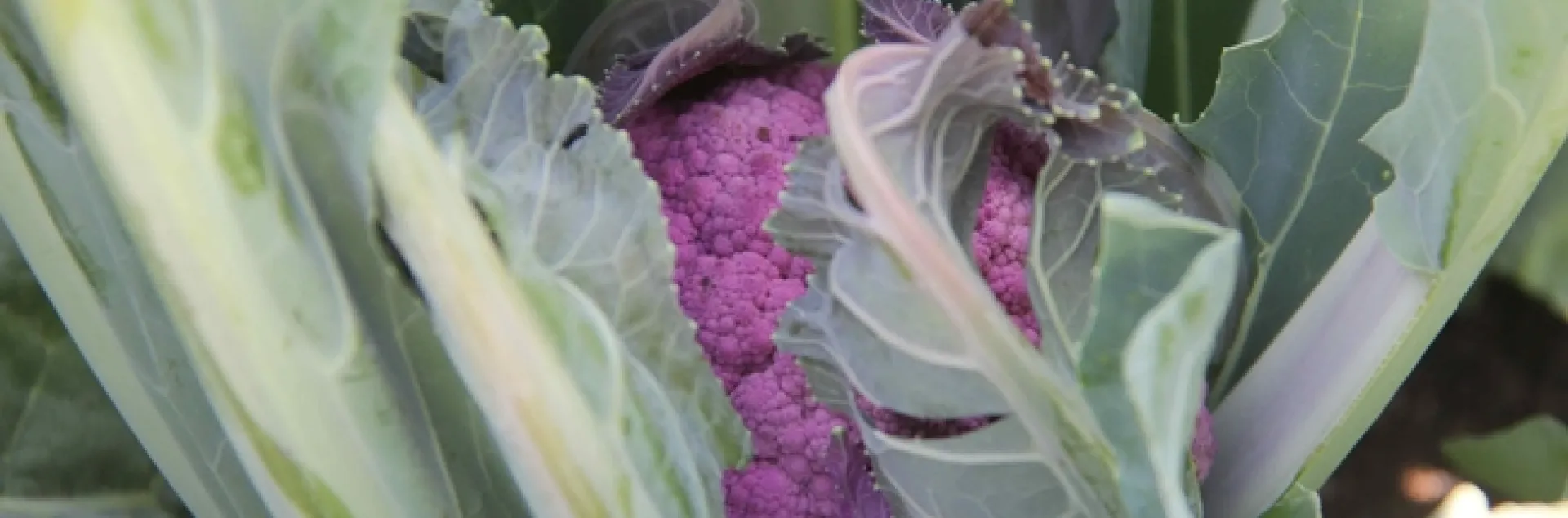 Urban Farm Produce