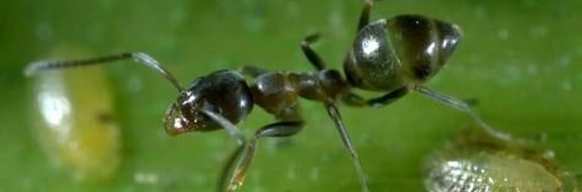 Ants and other pests aren't deterred by human health concerns. (Credit: Jack Kelly Clark)