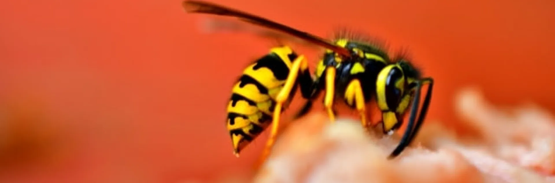 Yellowjacket landing on a blurry piece of fruit