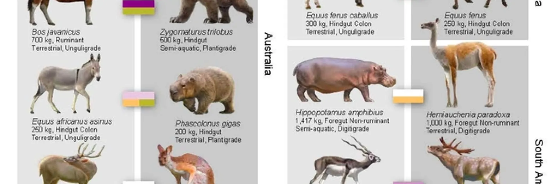 Extinct Animals In The Last 100000 Years
