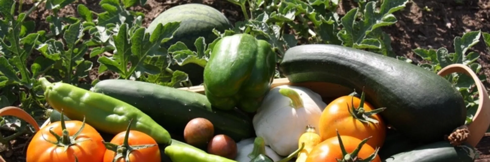 FTG Bountiful Harvest