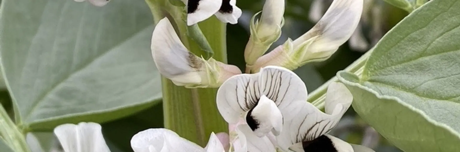 Fava flowers. photos by Erin Mahaney