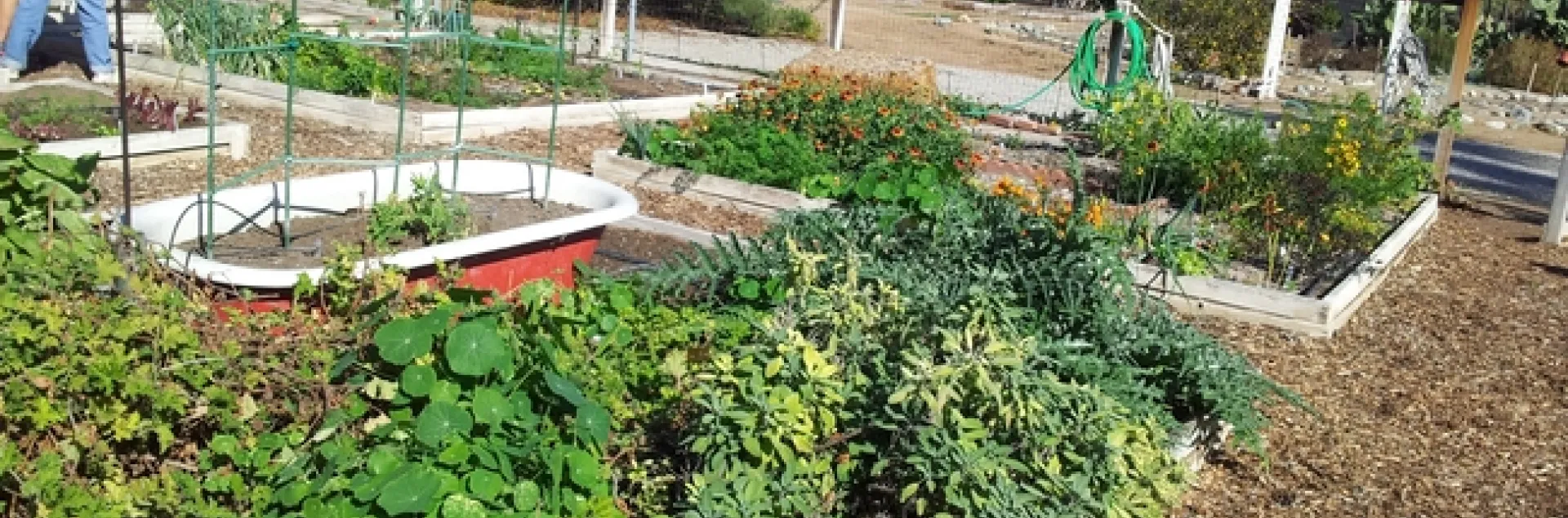 Community garden showcasing the greenery, a woman watering, planter boxes and an old red bath tub with plants.