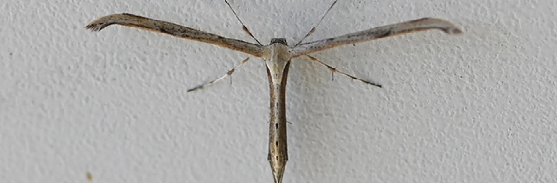 A pterophorid plume moth (family Pterophoridae) in Vacaville, Calif. on April 2, 2020. (Photo by Kathy Keatley Garvey)