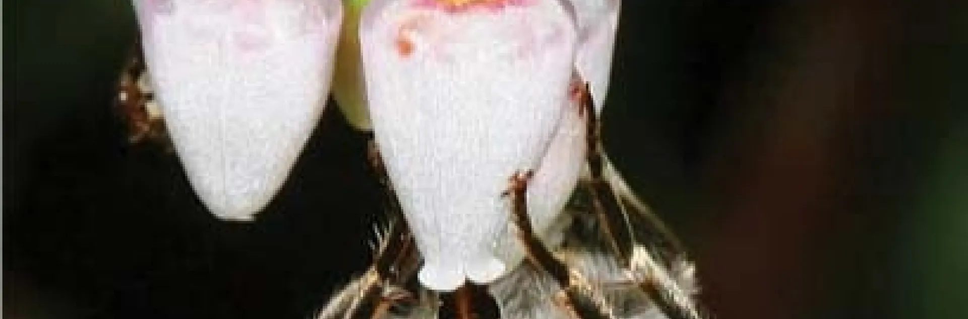 digger bee on manzanita flowers