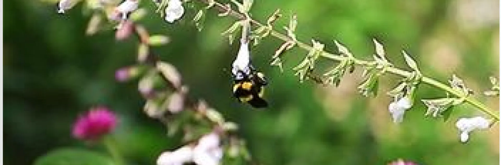 Bees sm banner