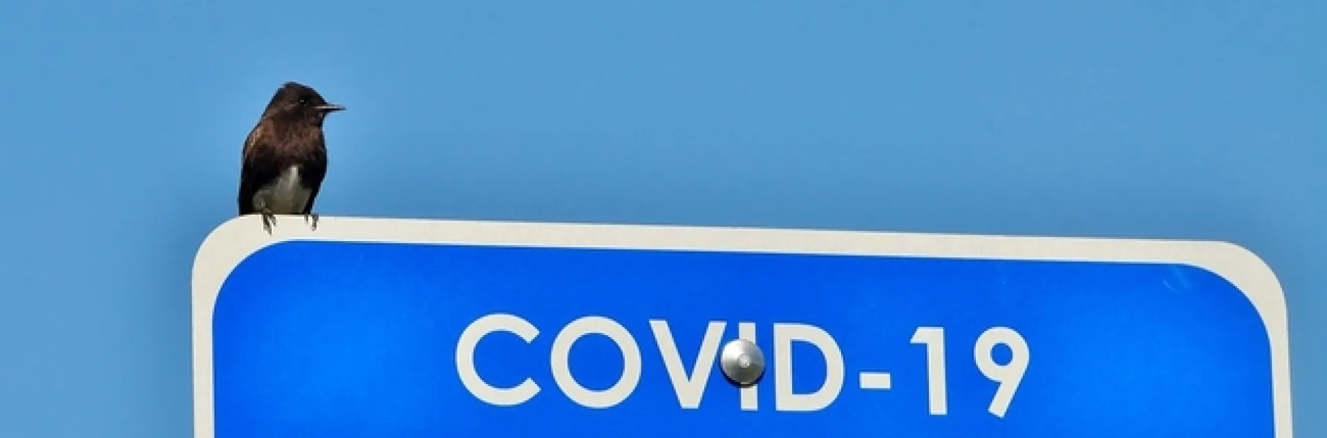 Certified Naturalist, Diego Tamayo (diego4nature), uploaded this shot of a Black Pheobe during the Los Angeles County City Nature Challenge 2020