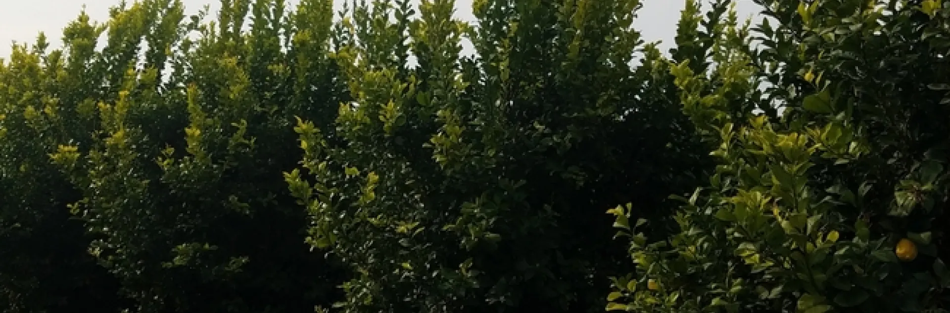 lemon tree vigorous growth