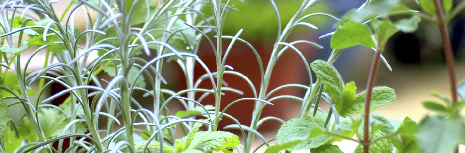 UCANR Garden Herbs by Evett Kilmartin