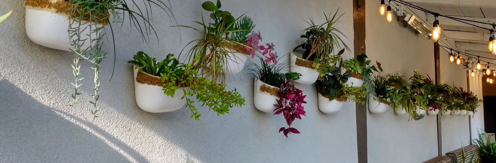 A wall with white planters filled with various green plants, overhead string lights illuminate the area, with wooden benches and tables below