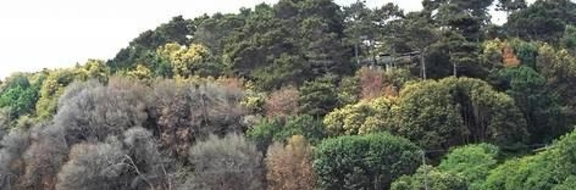 Tanbark oaks killed by Phytophthora ramorum. (Credit: P Svihra)