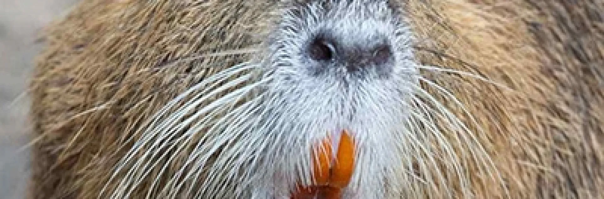 Nutria. [Credit: Tony Northrup]