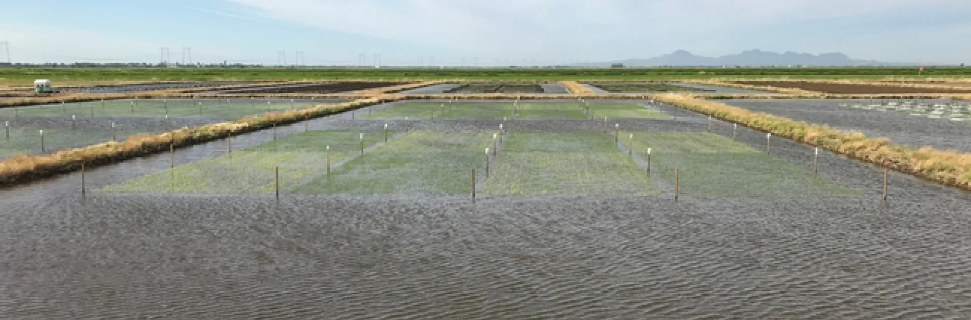 Cerano damage M206 vs M105