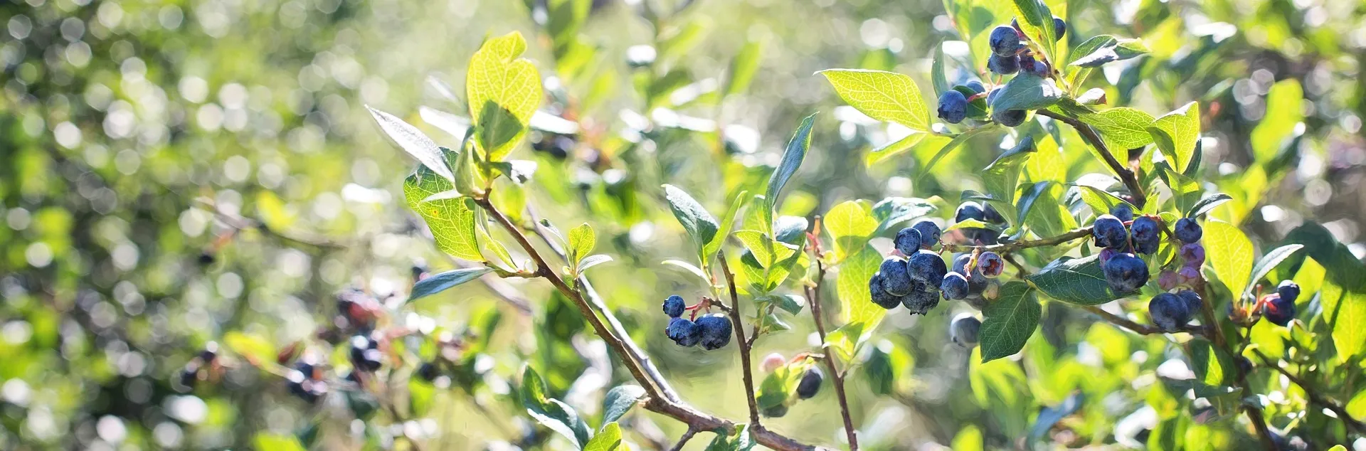blueberries-field