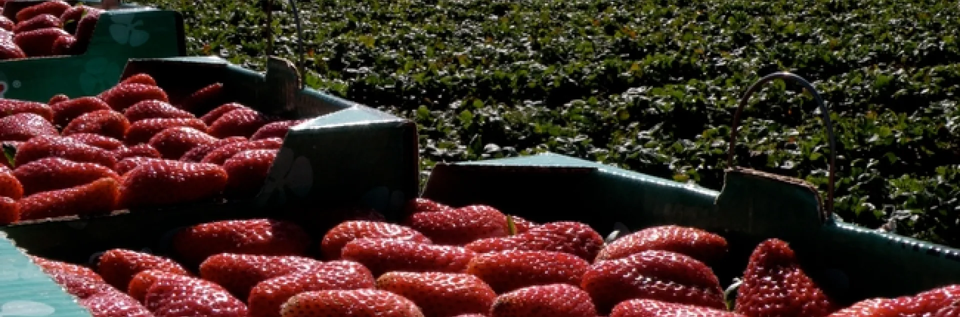 El distanciamiento social incrementa el costo de la cosecha de fresas ya que una mayor separación entre los trabajadores retrasa la pizca.