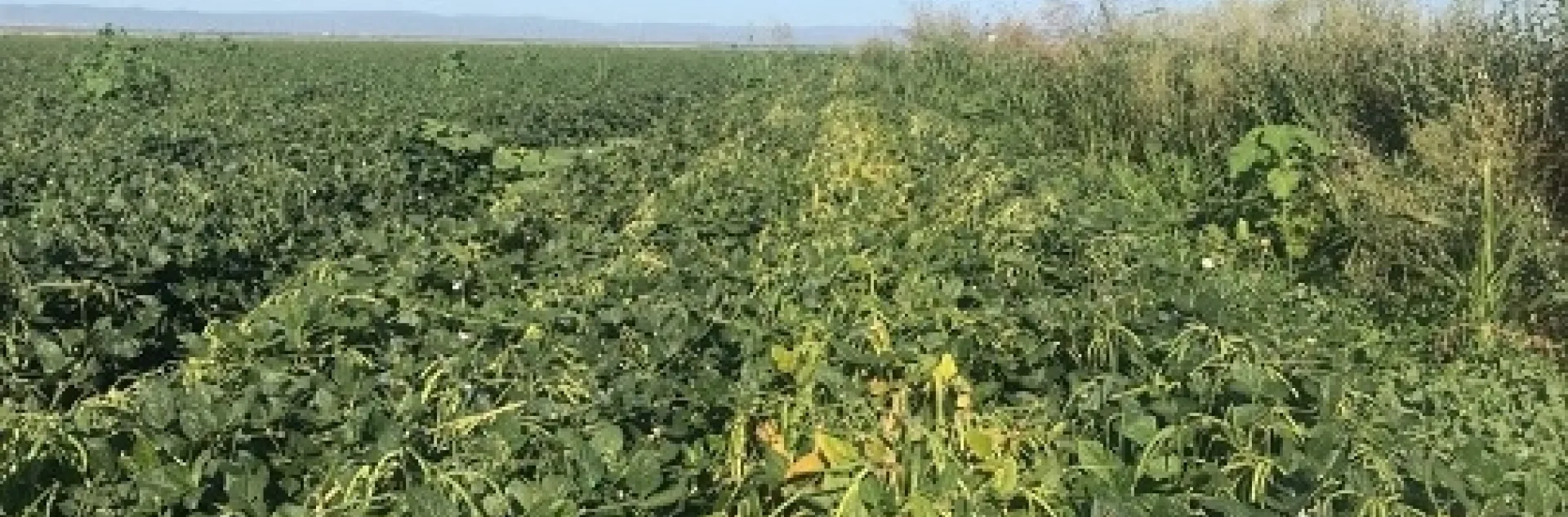 Photo 1. Blackeye variety trial, Sacramento Valley, 2020; left to right, CB46, CB77, CB74 (early maturing), and CB2 compared to the standard CB50 line planted in the field on the far left.