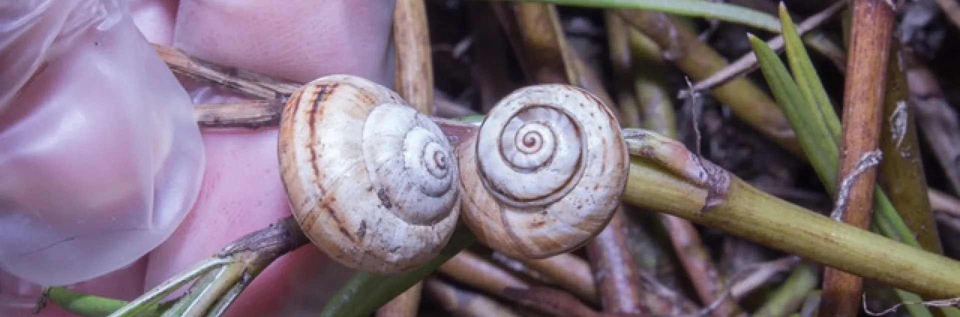 Figure 1. The adult white garden snail has a medium-sized shell about the size of a nickel or dime. (Credit: DR Hodel)