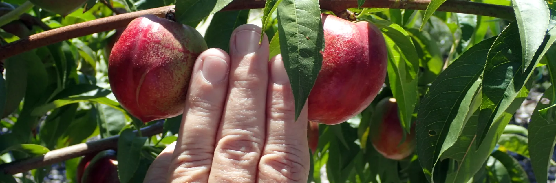 Correct spacing when thinning fruit