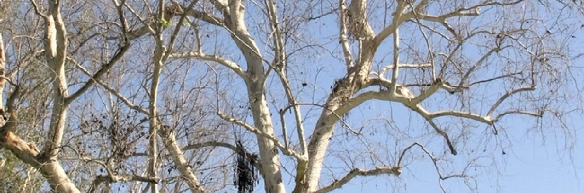 Árbol infectado por escarabajos barrenadores polífago