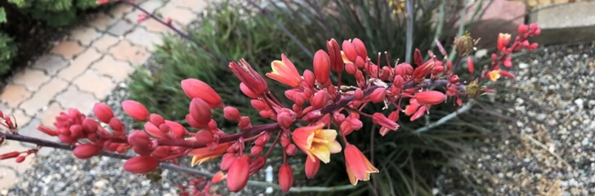 Photo by Jacqueline Shubitowski
