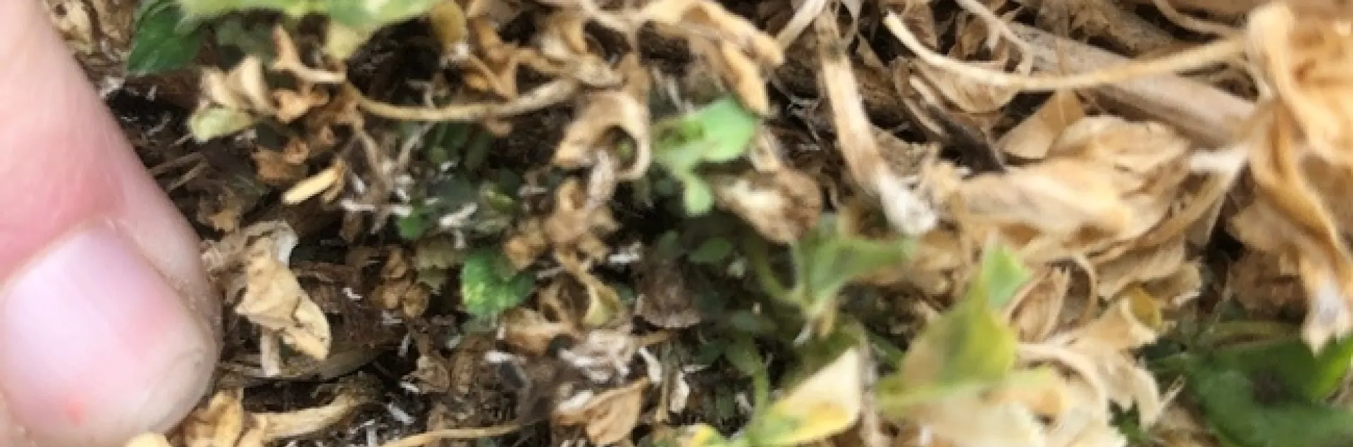 Transform (sulfoxaflor) full label could be a major benefit for