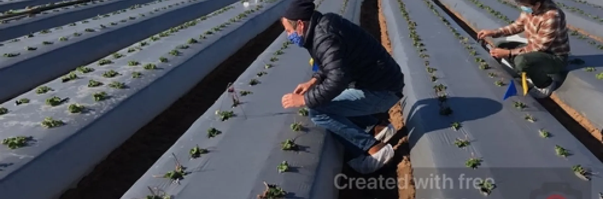 Setting out spore traps with Akif. Photo courtesy Rod Koda.
