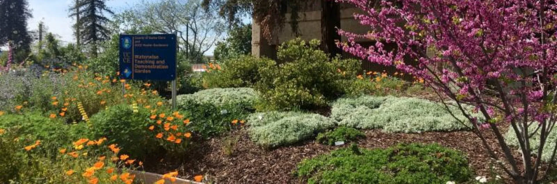 Master Gardeners’ Berger Native Demonstration Garden with pink redbud and orange California poppies in bloom