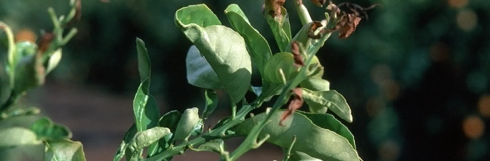 Protect sensitive plants from cold injury when frost is predicted. Photo: Courtesy UC Regents