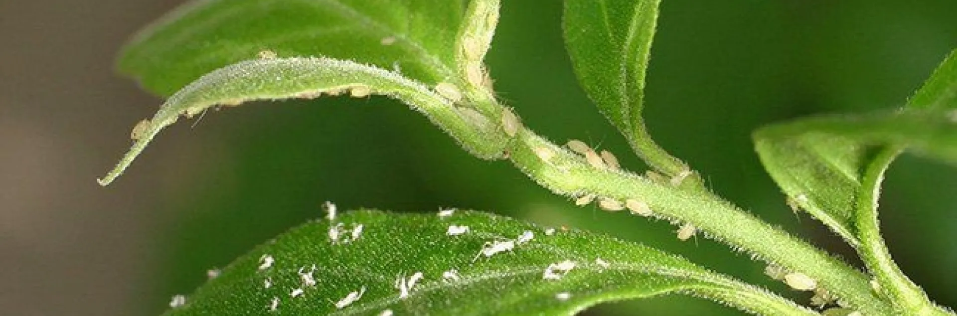 Aphids
