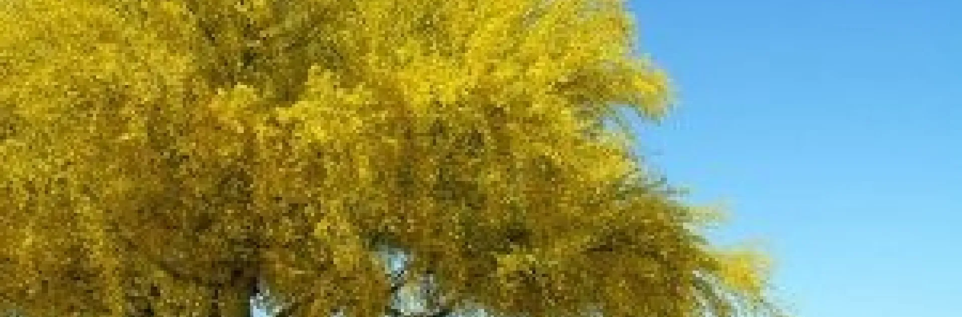 Beautiful Palo Verde in Bloom