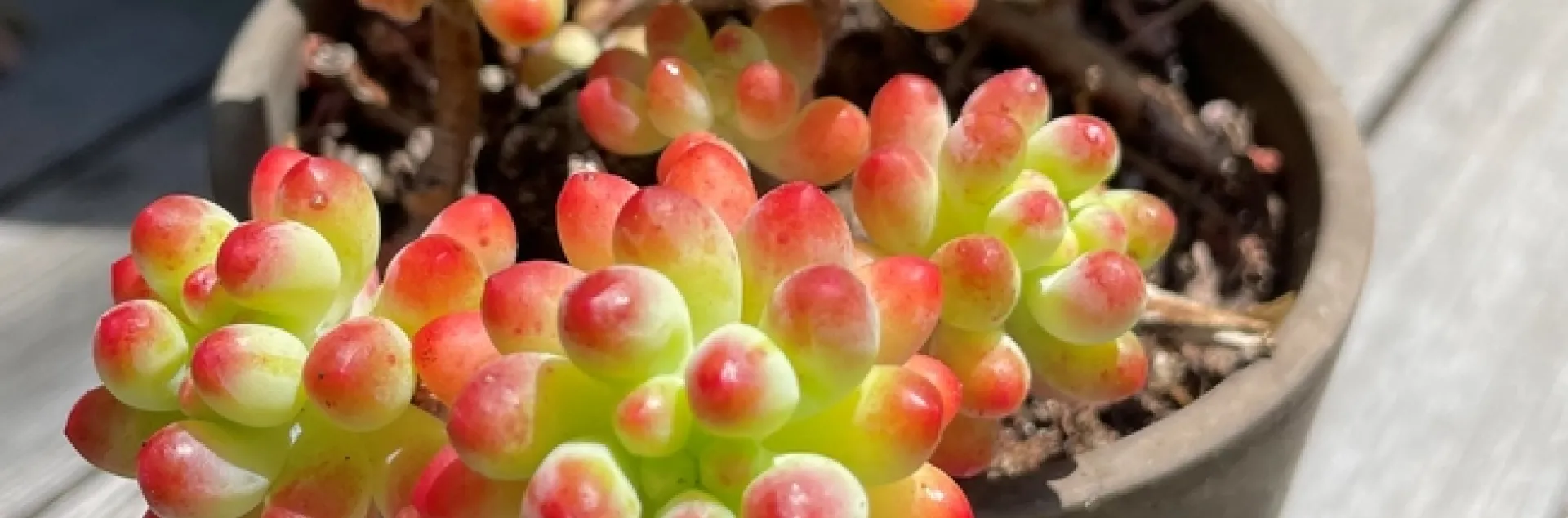 Photo by Alissa Bright