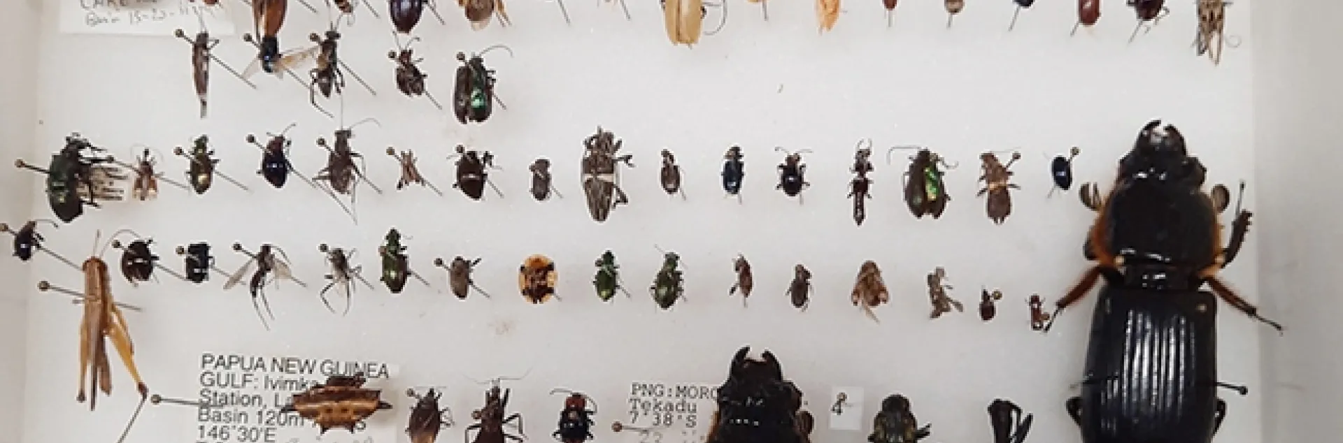 This is part of the Bohart Museum of Entomology collection that will be gifted to Atatürk University, Turkey. (Bohart Museum photo)