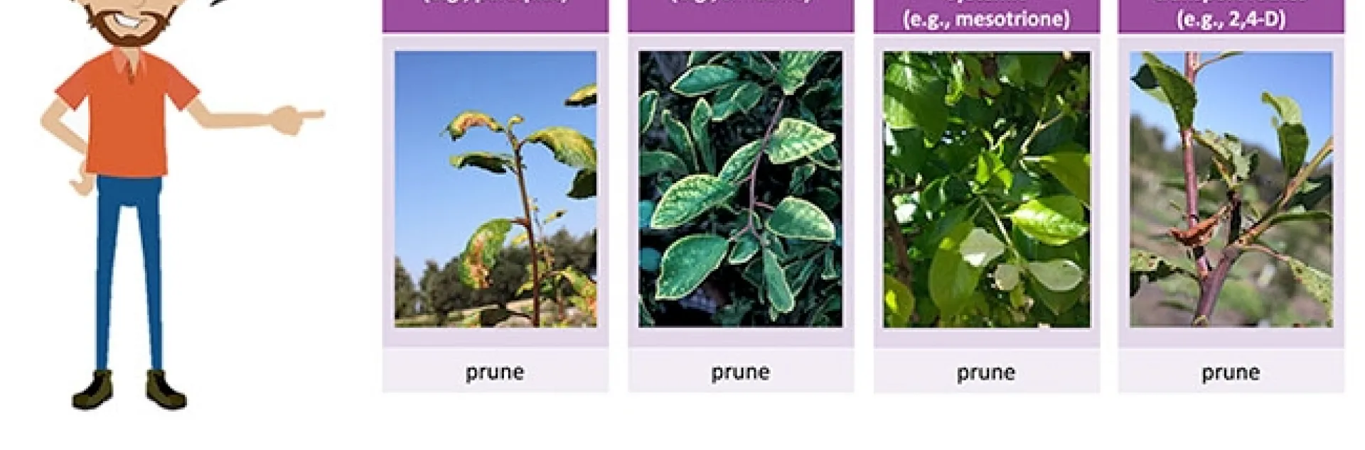 Animated character guiding course