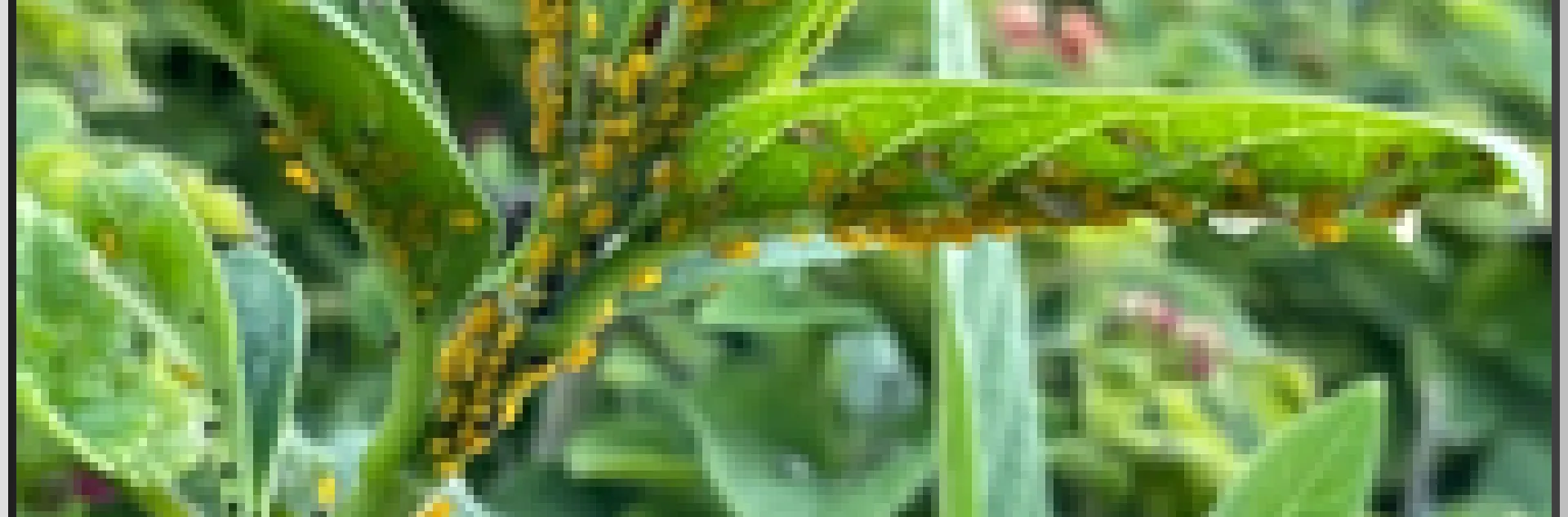 Aphids on lantana. Photo by Ed Gutierrez